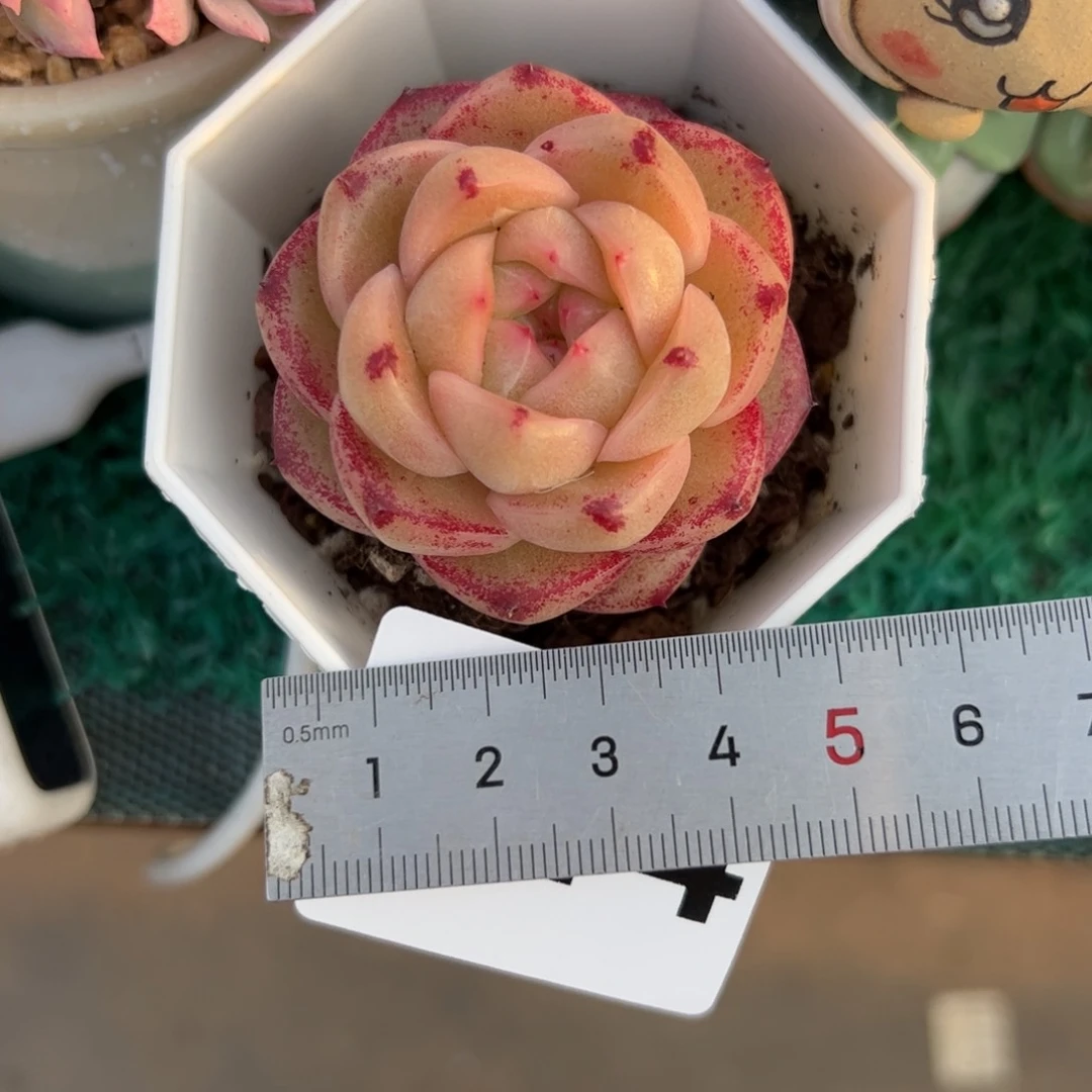 ?***子514 多肉植物组合盆栽