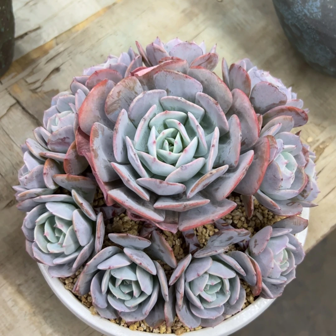 蓝粉泰格68 零零多肉植物