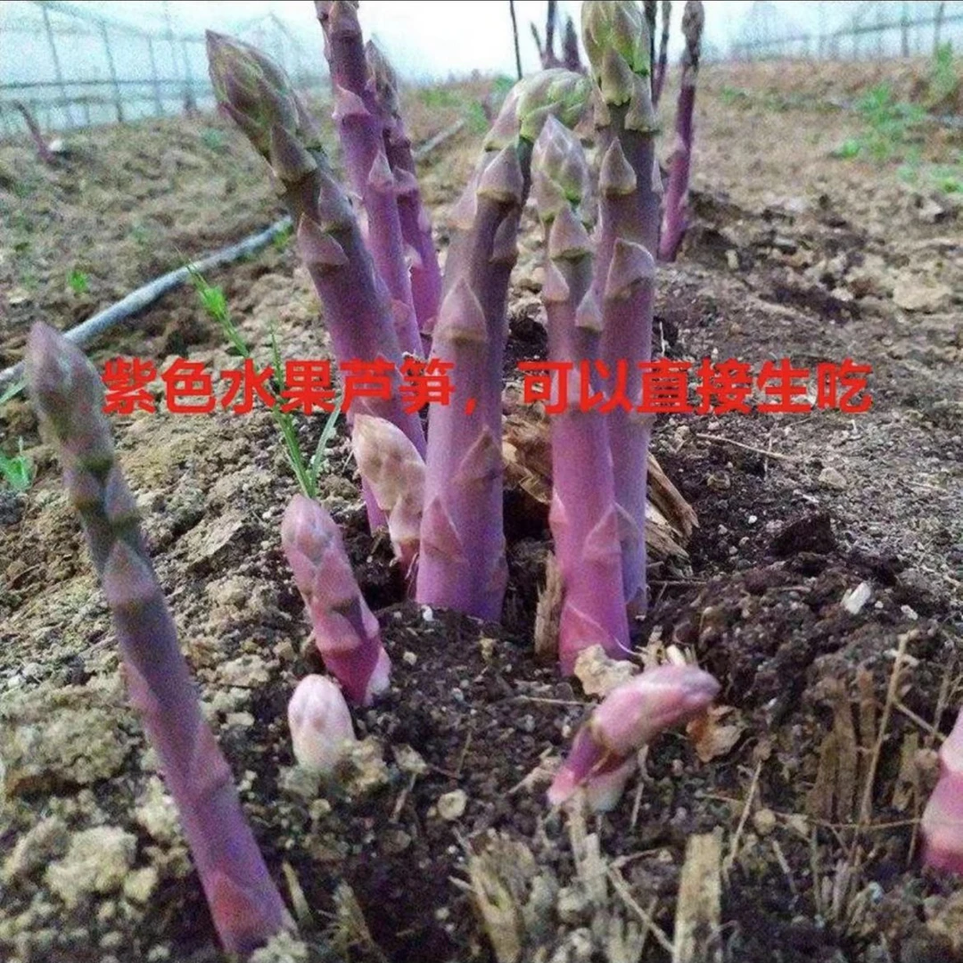 四季芦笋根耐寒耐热 盆栽地栽均可当年采收蔬菜带土简单紫色根茎