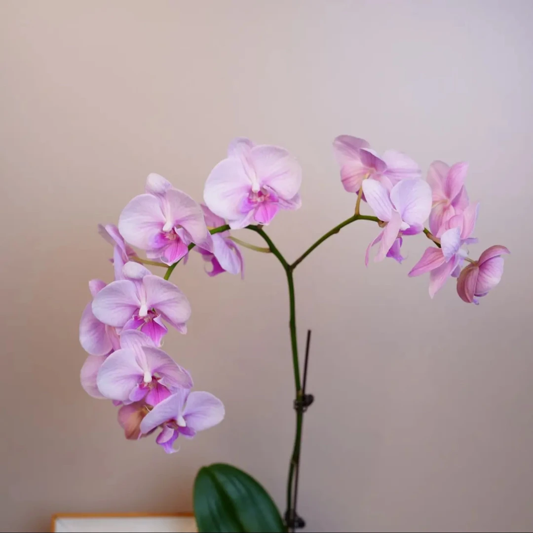 明兰花卉蝴蝶兰 【粉公主】3.0寸杯 全花开花株发货