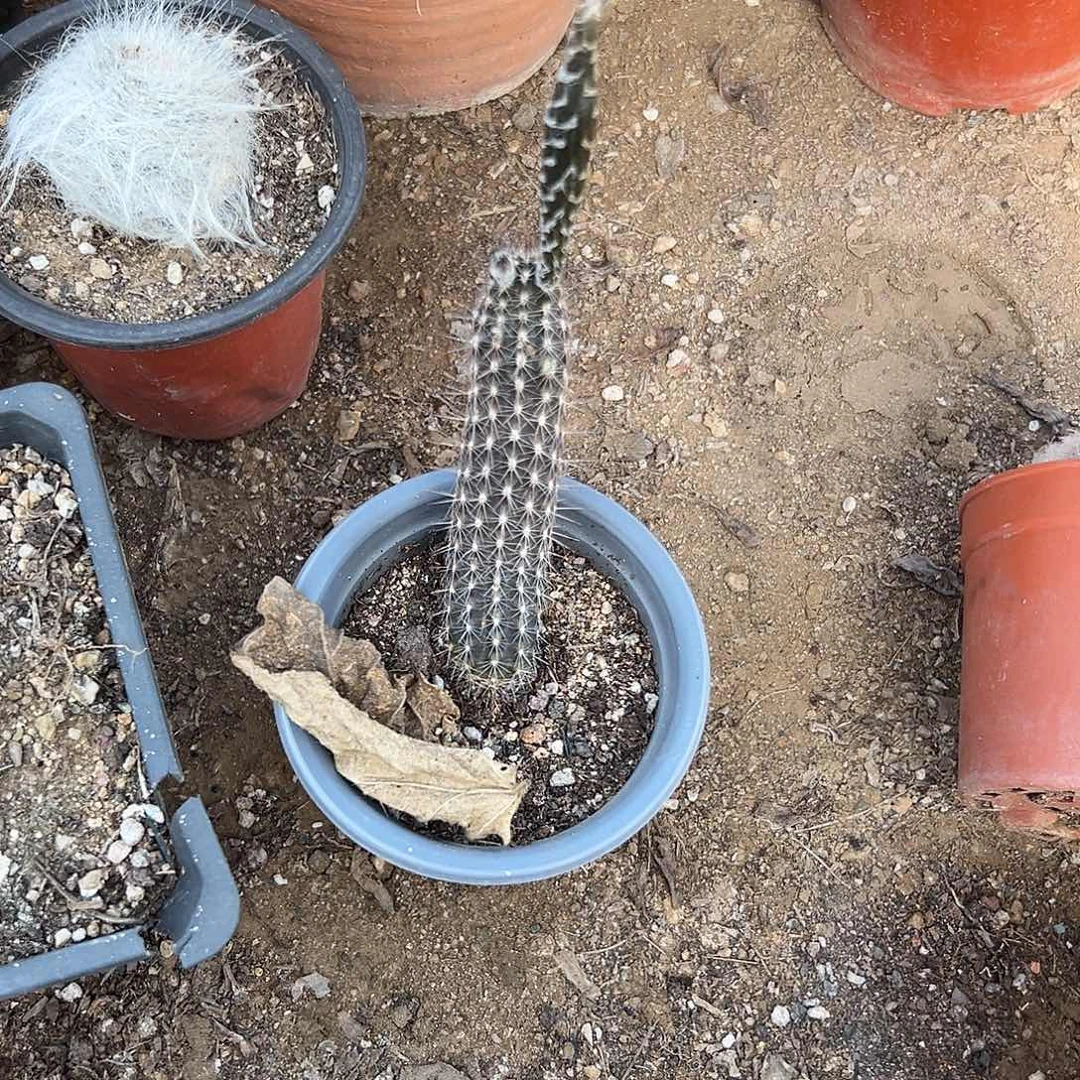 舞***疯多肉植物多肉植物