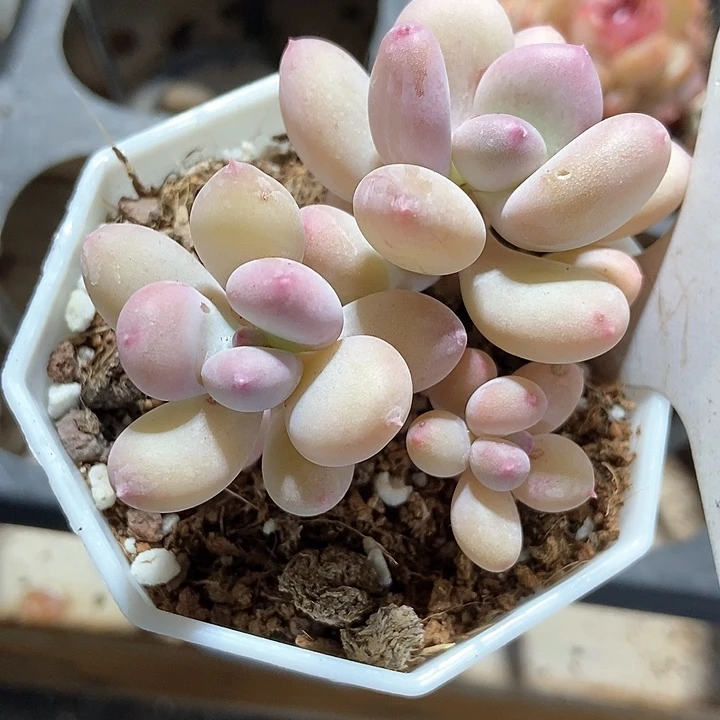 多肉植物彩虹奶1245