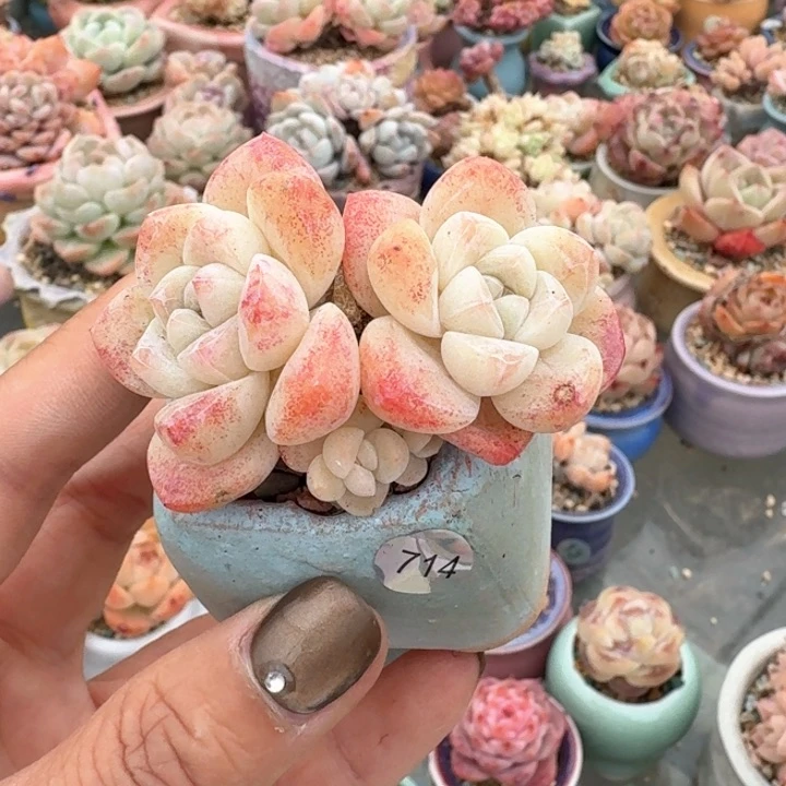 714 多肉含盆土 30元包邮 除偏远地区
