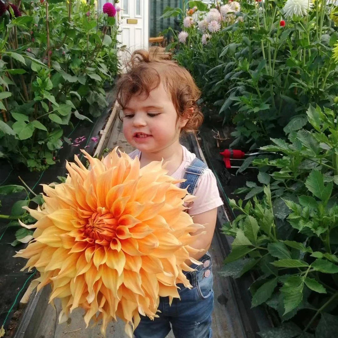 巨无霸【阿姬·怀特】进口大丽花种球花卉送肥料