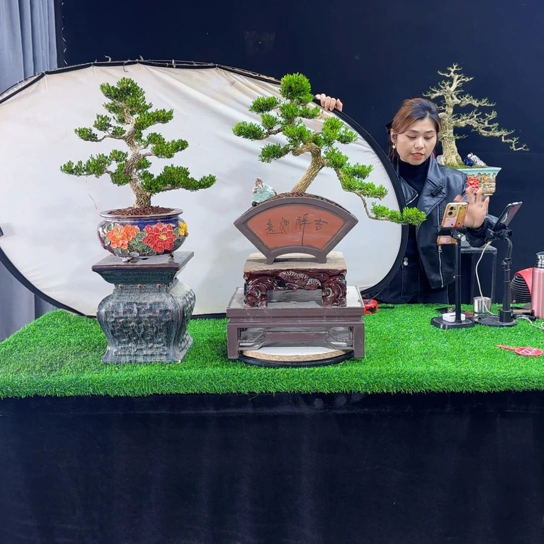 当前无花朵，栽培后可花朵海**少