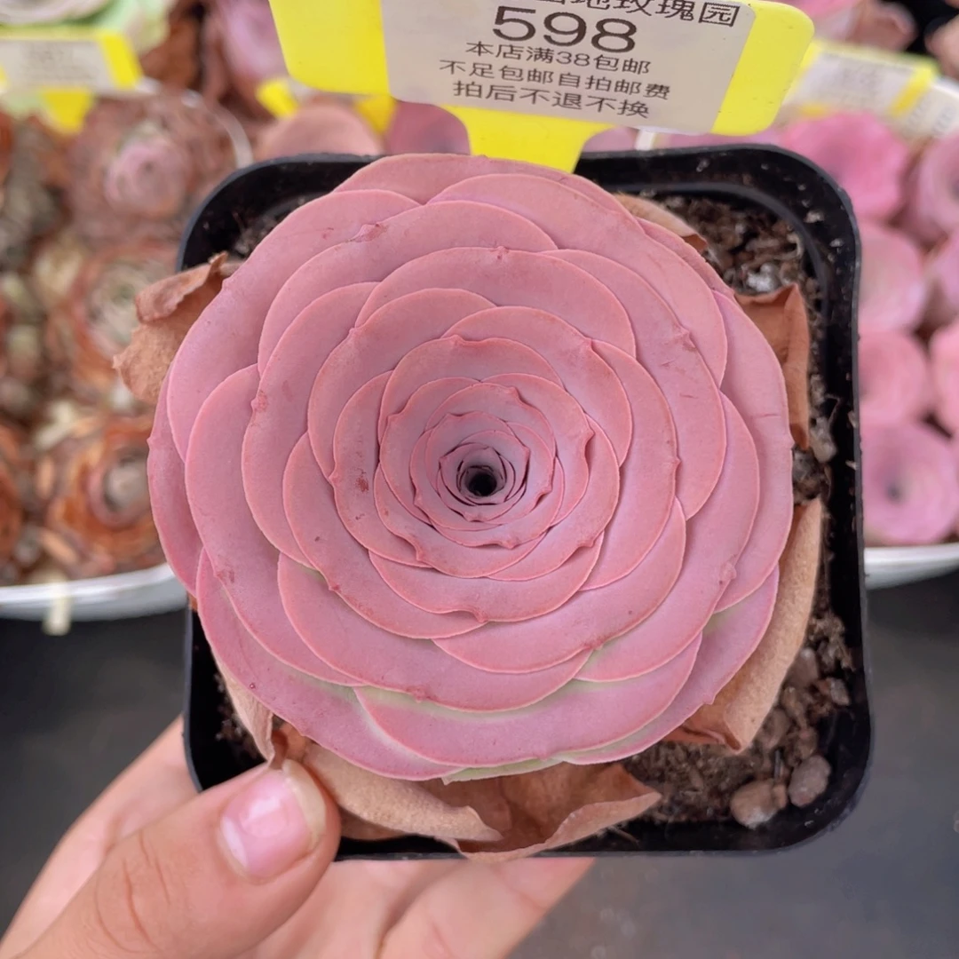 山地玫瑰598满38包邮裸根发货