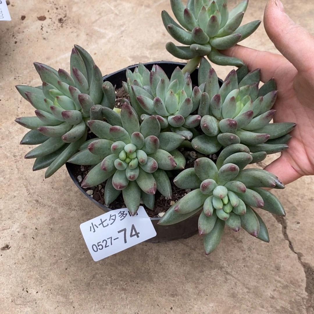 小七夕多肉岩字74