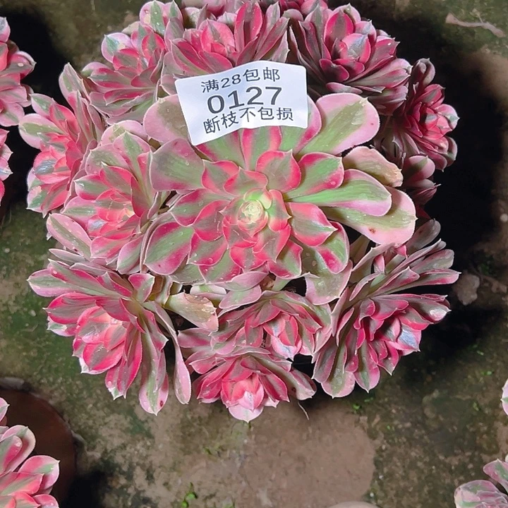 0127粉女巫多肉植物