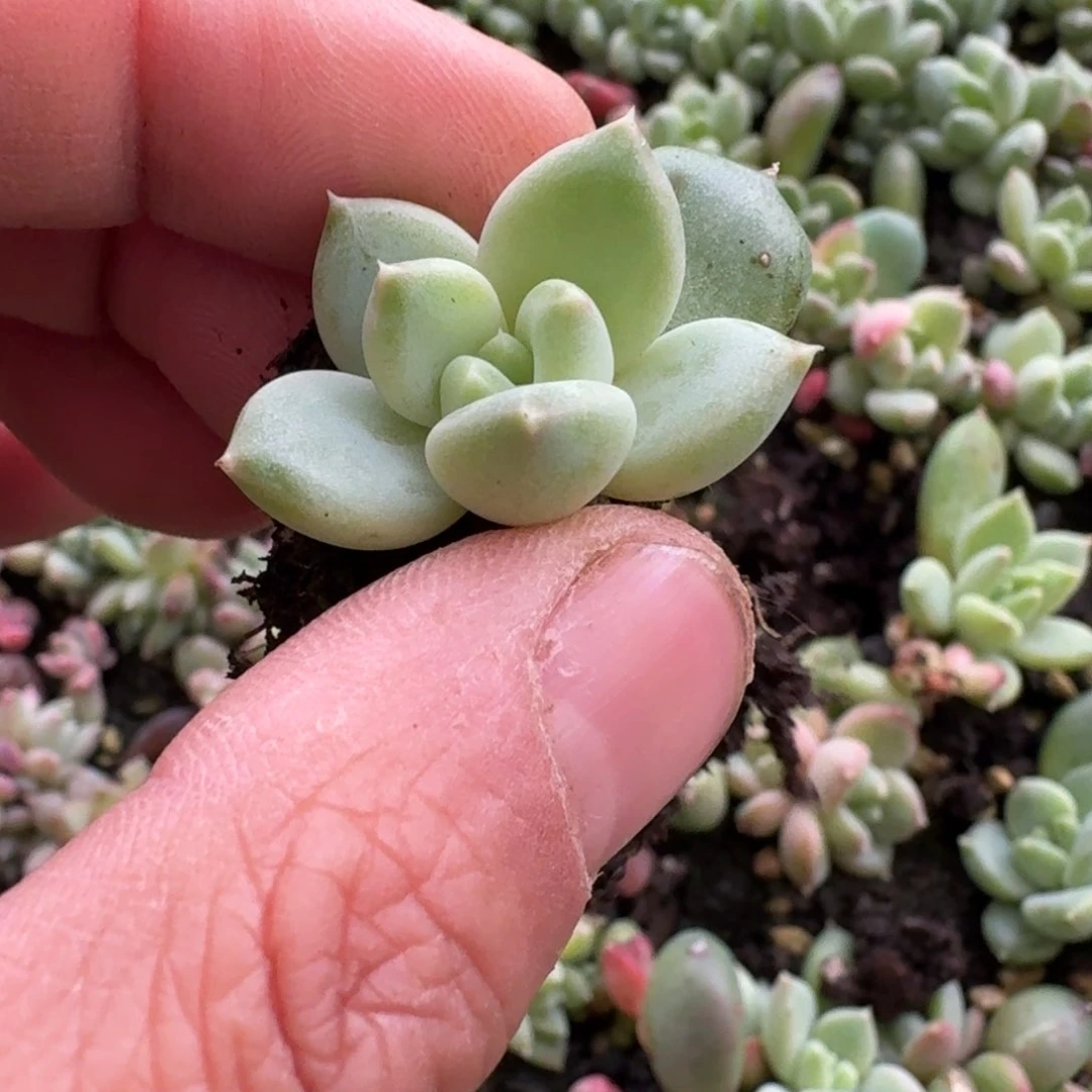 多肉杂交一物一拍26-91