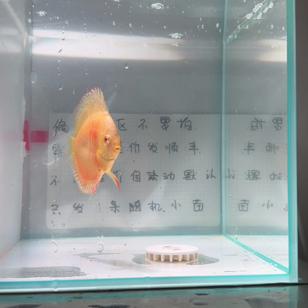 七彩神仙鱼肉身7偏远地区不拍