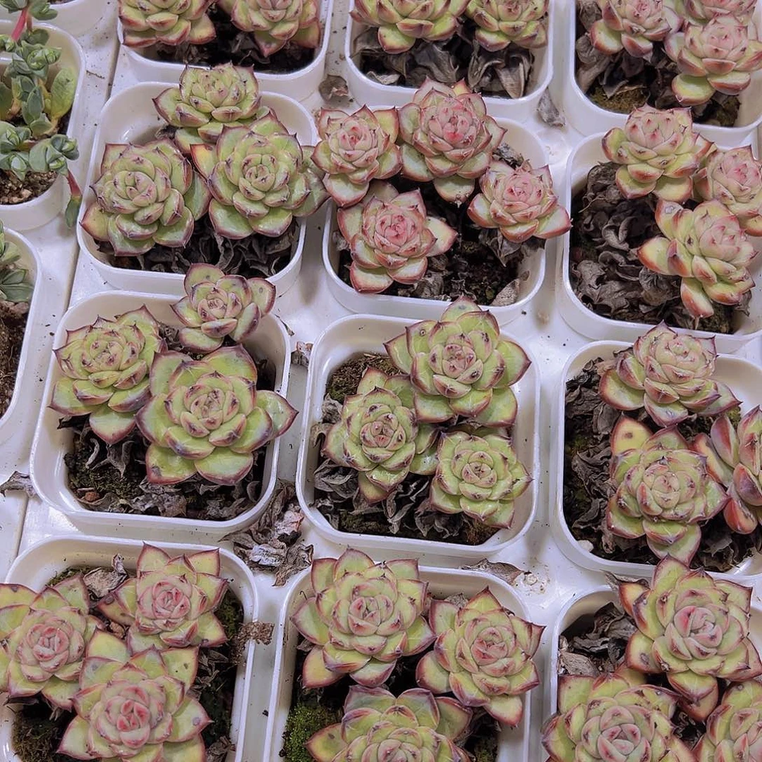 眼线笔19包邮多肉