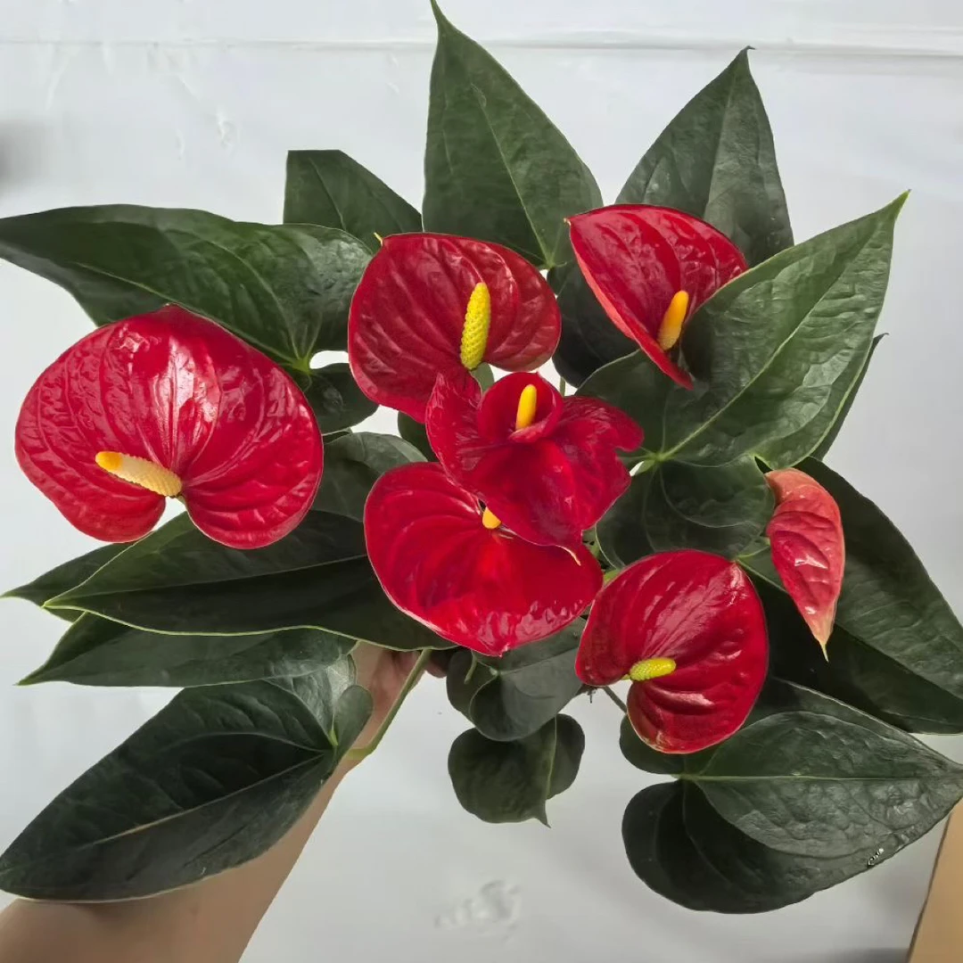 水培红掌盆栽花卉室内好养绿植四季开花鸿运当头