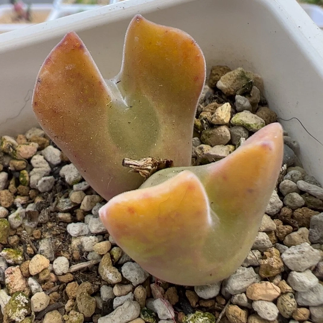 丁*新粉开播福利 肉锥植物