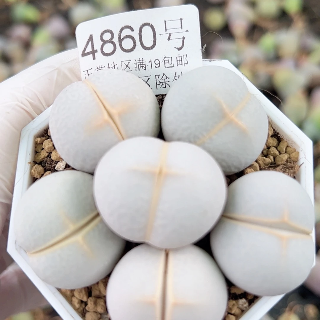 4860四年高尔夫6个2.5cm左右