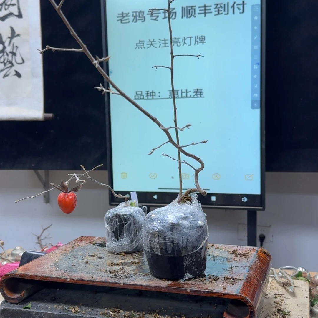 盆景不包邮顺丰到付老**柿197