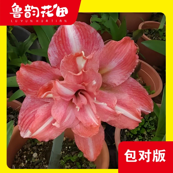 鲁韵花田霓见星  重瓣朱顶红 包对版