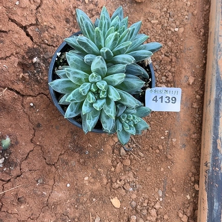 阿雅园艺。       4139