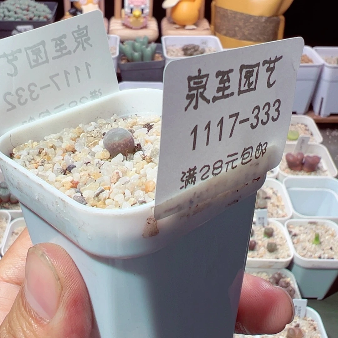 卓***念1117-333多人打扰的