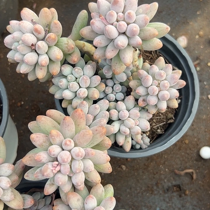 婴儿手指。