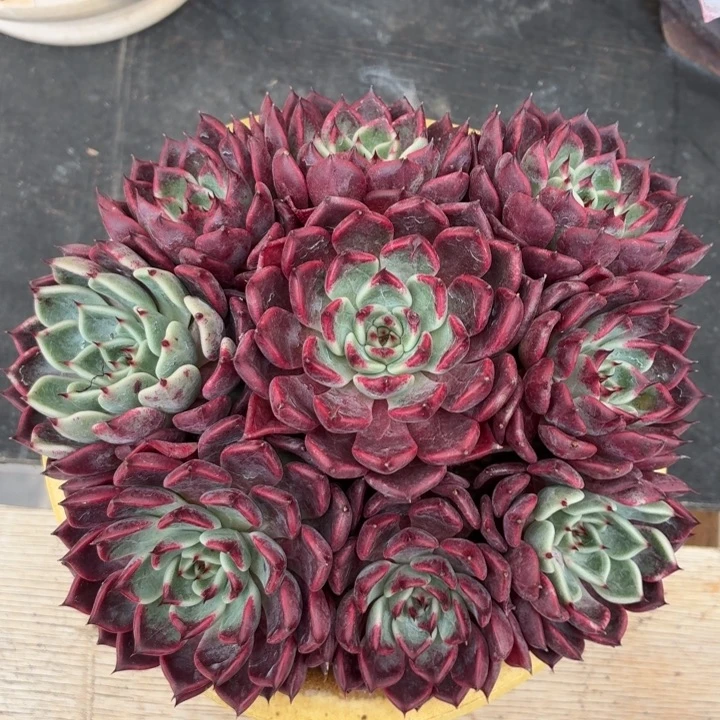 多肉沙罗姬牡丹-4