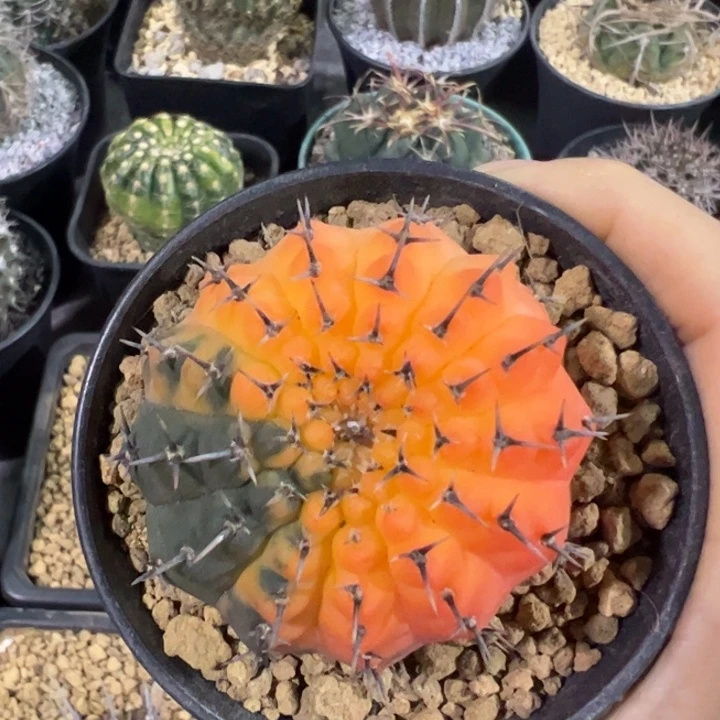 实生黑刺凤头锦仙人球