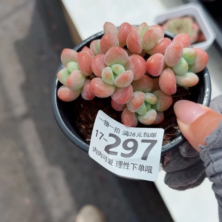 桔子洛神无盆土发货多肉多