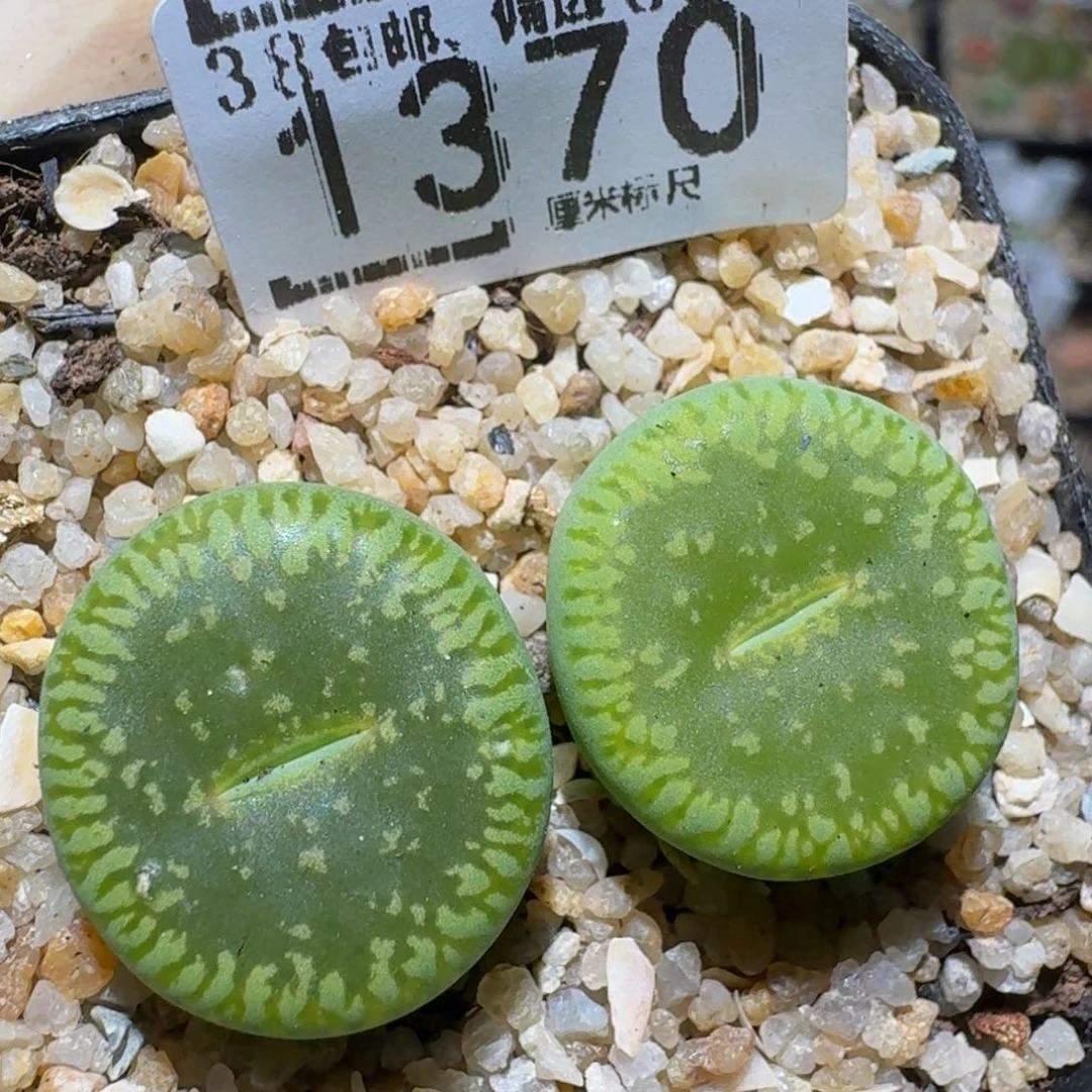 zzzz精品生石花1370