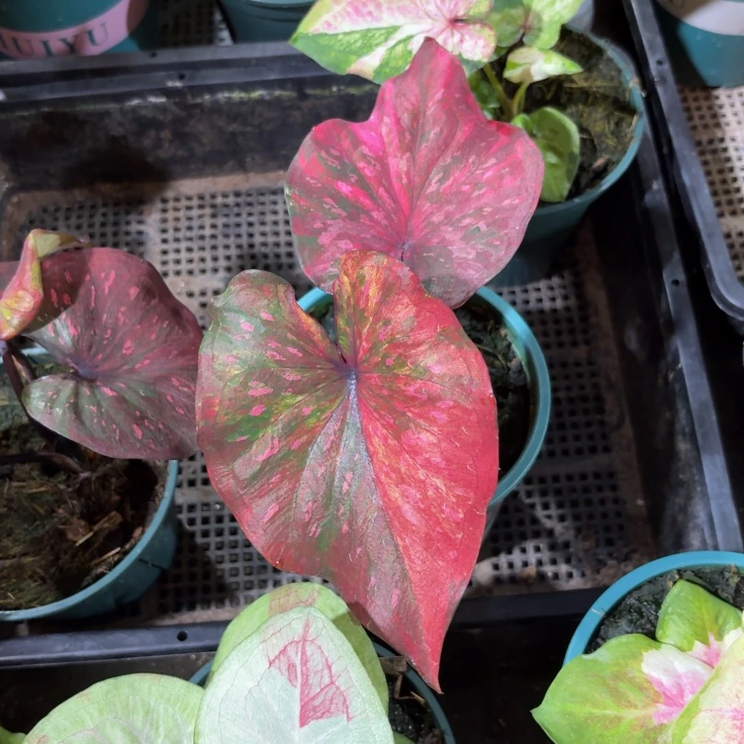 泰国彩叶芋75-0910