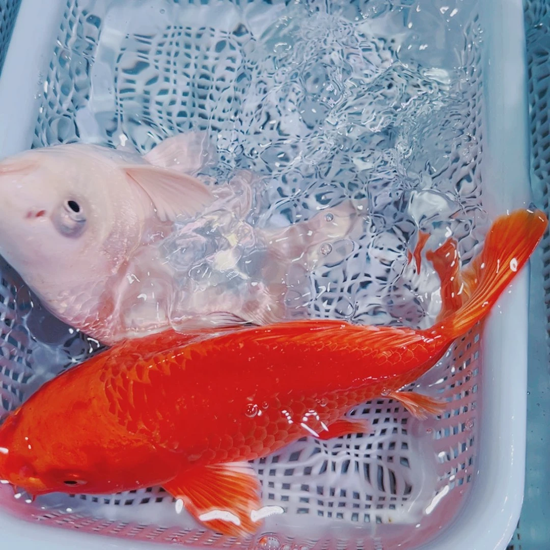锦鲤锦鲤冷水鱼观赏117