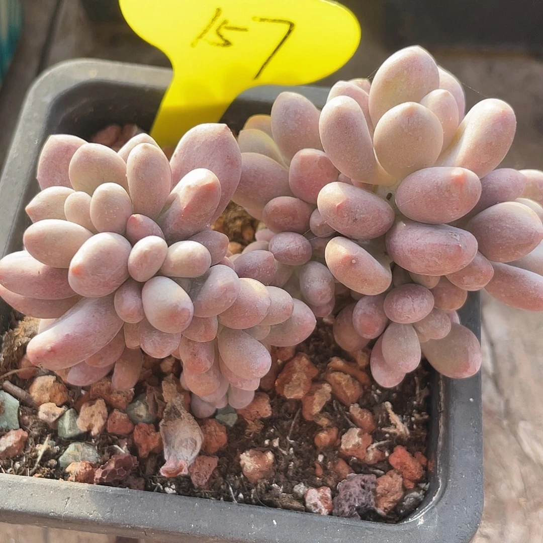 橙雪球多肉植物157