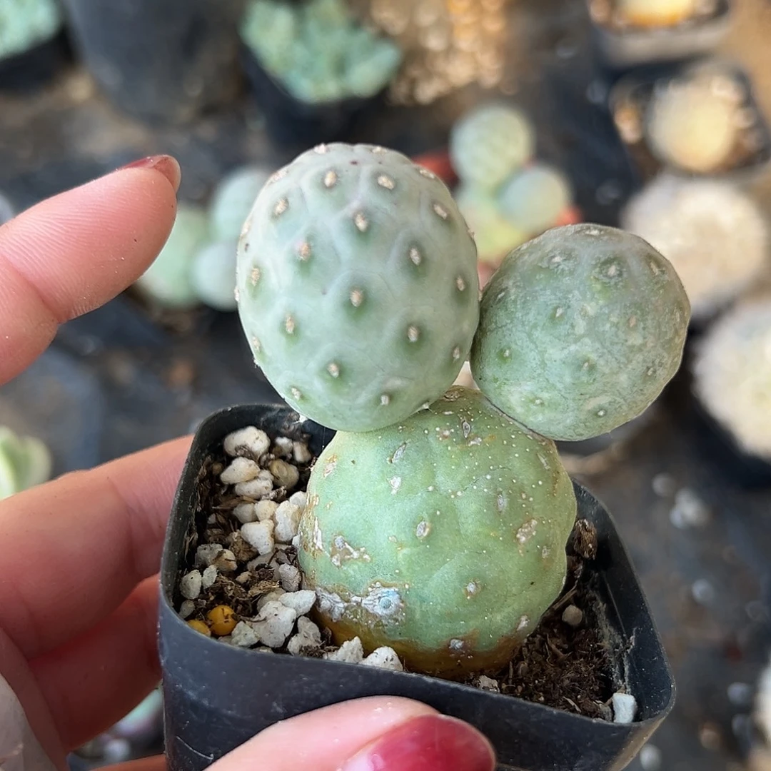 多肉植物多肉植物