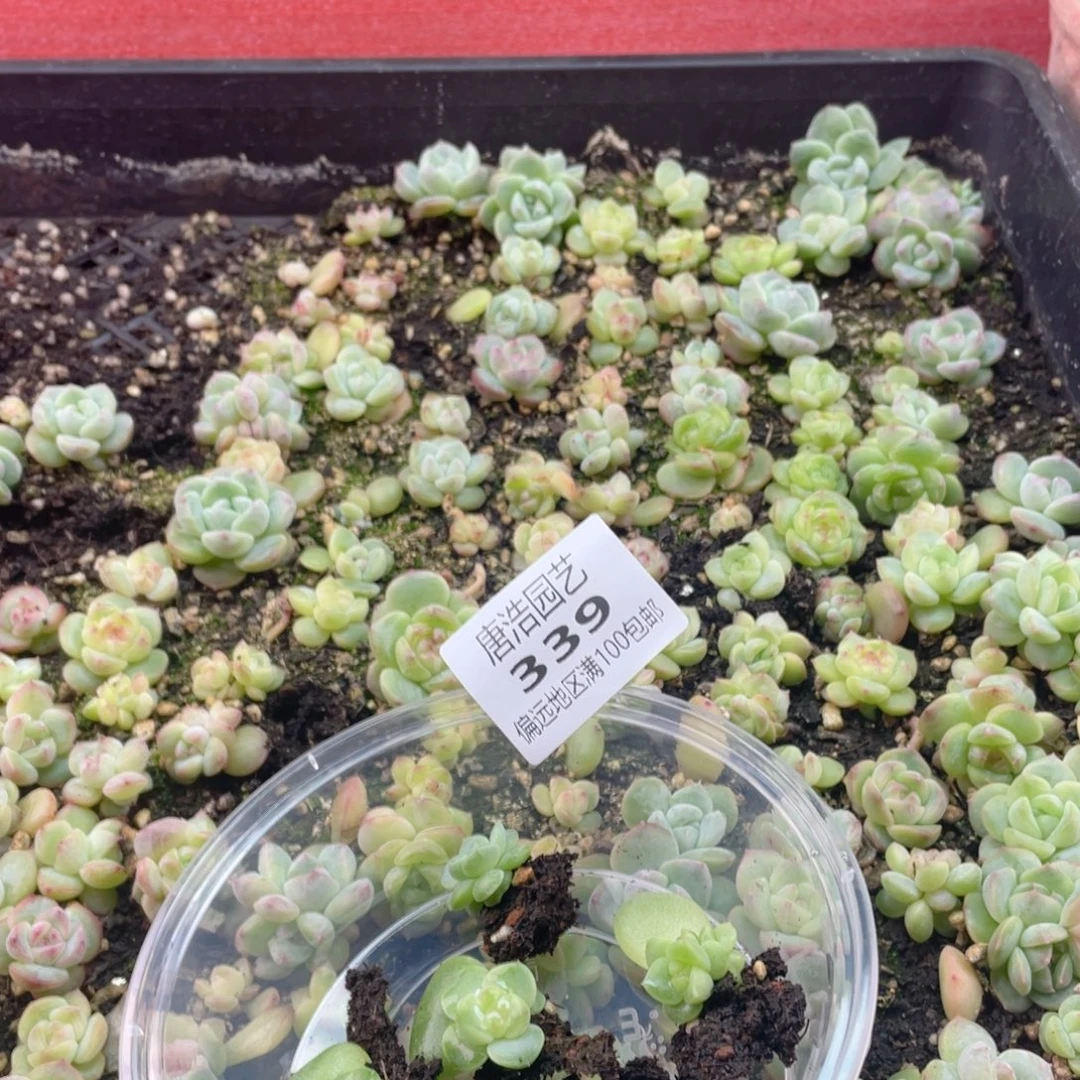 米***粒优选珍妮混一物一拍339.