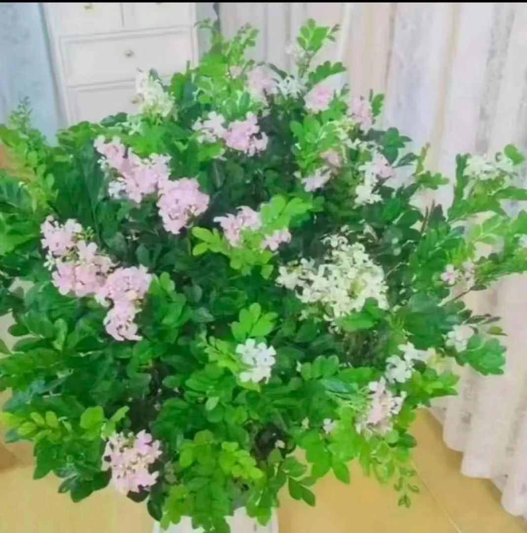 【买一送一】九里香盆栽独杆老桩浓香型绿植花卉/带盆带土带叶