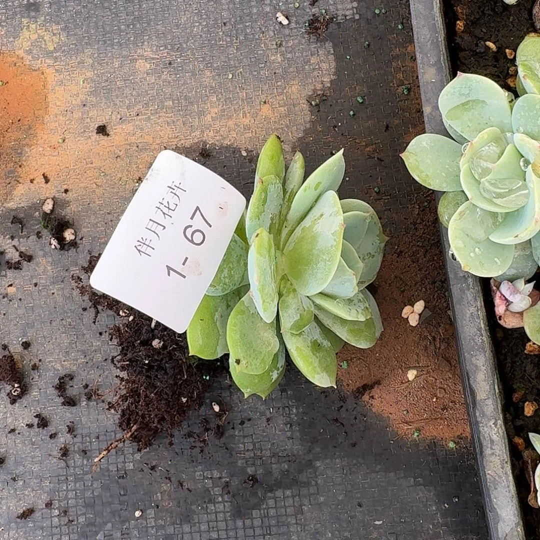 白凤杂交甘草一颗量拍1-67