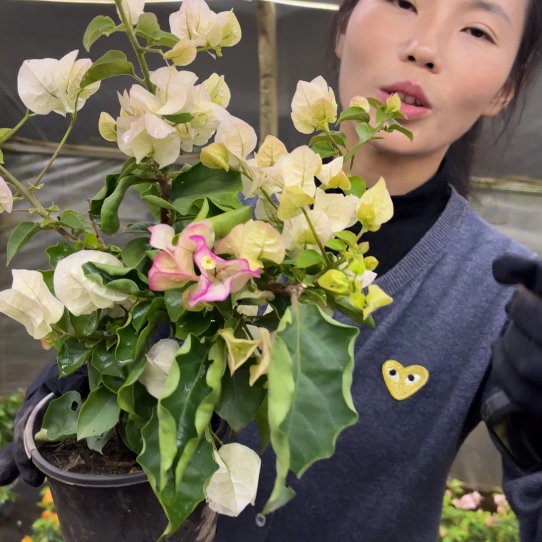 完全开放完全开放（雷克多）三角梅落花落叶光杆苗有大有小