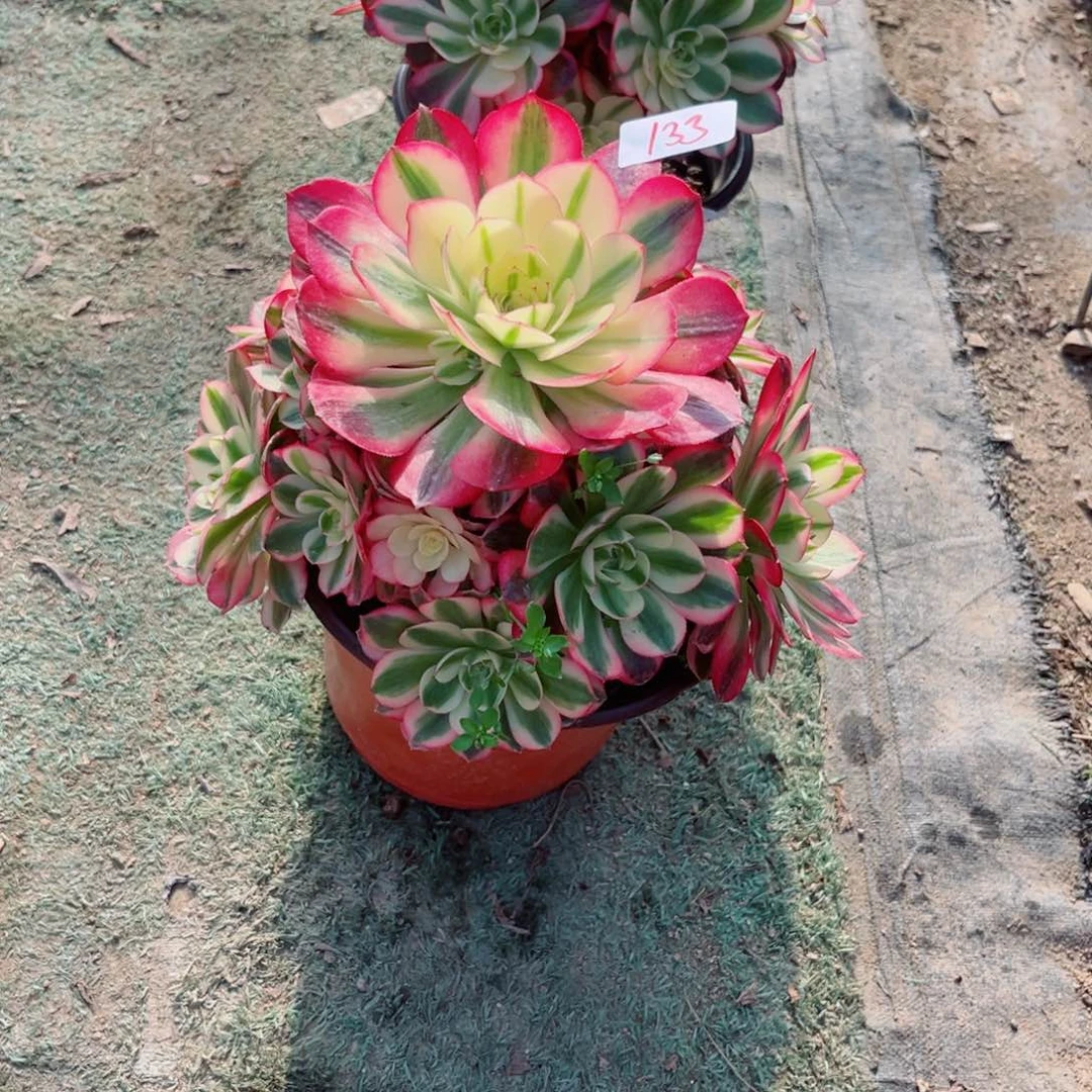 133倾城法师多肉植物