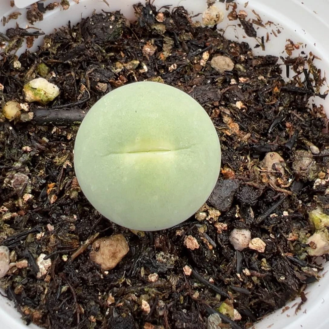 【闪购商品】627……