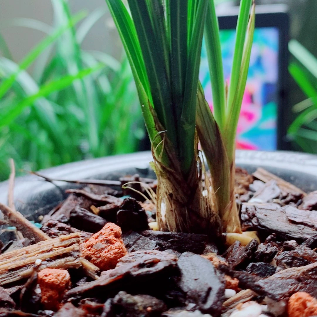 当前无花栽培后可以开花