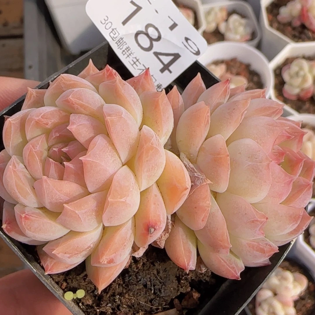 白桃汽水双头一颗脱土