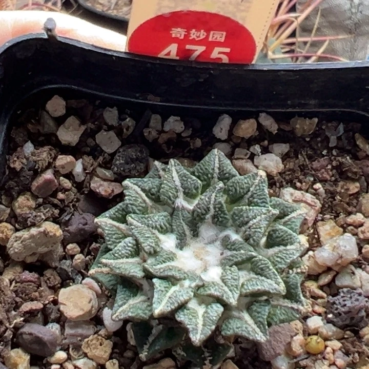 自根母本黑牡丹3.4cm