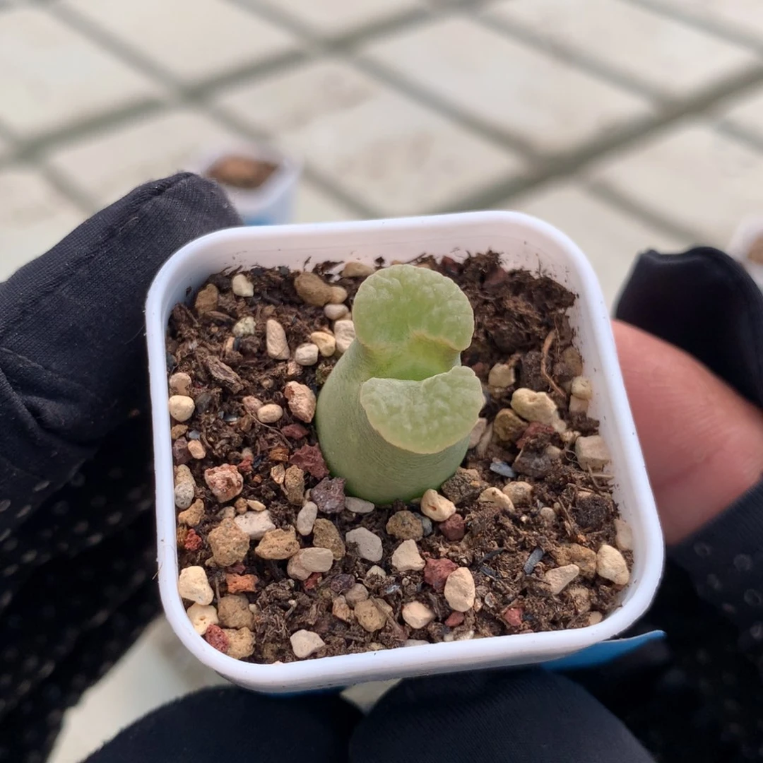 a233磁铁风铃母本