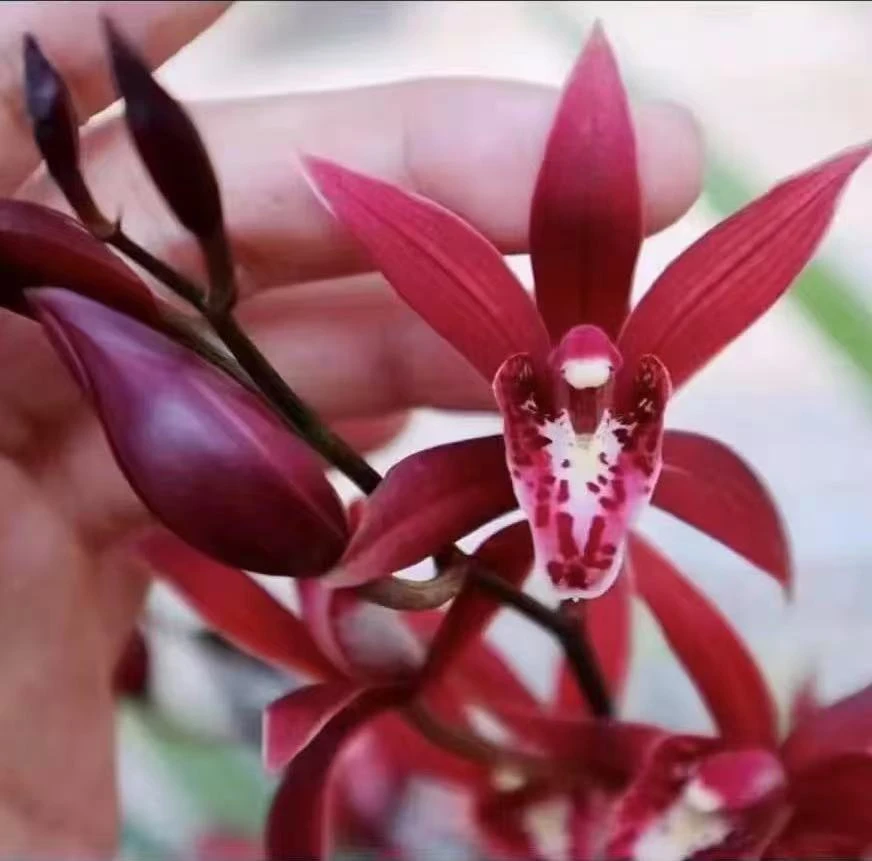 美好生活【红香妃】8花起年宵花浓香型长花期耐寒室内好养