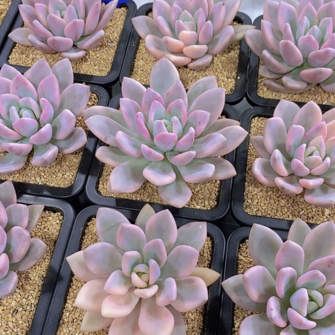 量拍19号 精品母本奥普锦单头一个