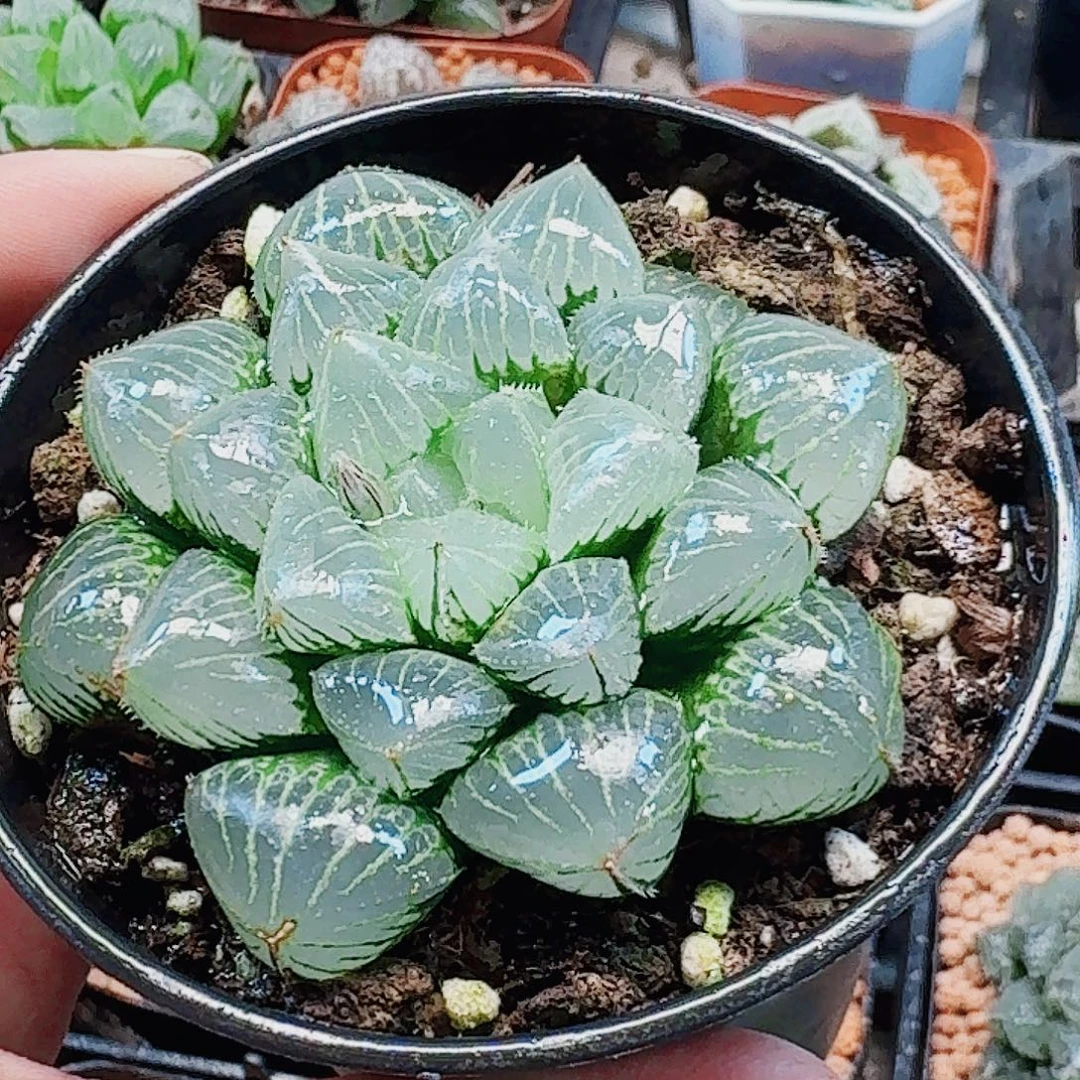 无花朵十二卷 糯米母本 福利