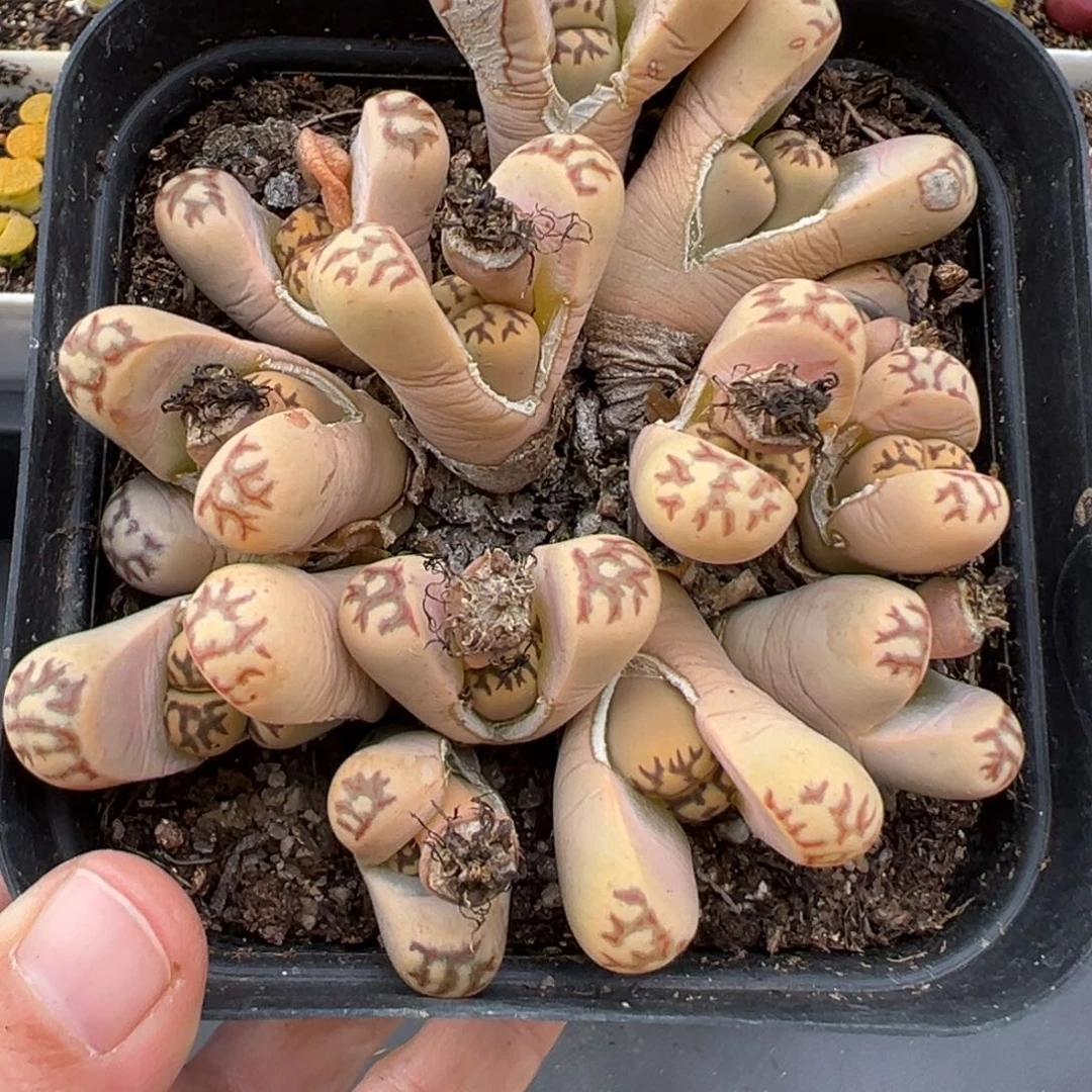 2.17好看的多肉965