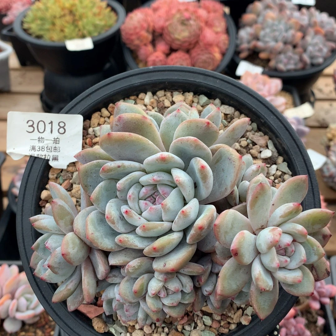 15厘米8头飘枝石榴籽有砍3018