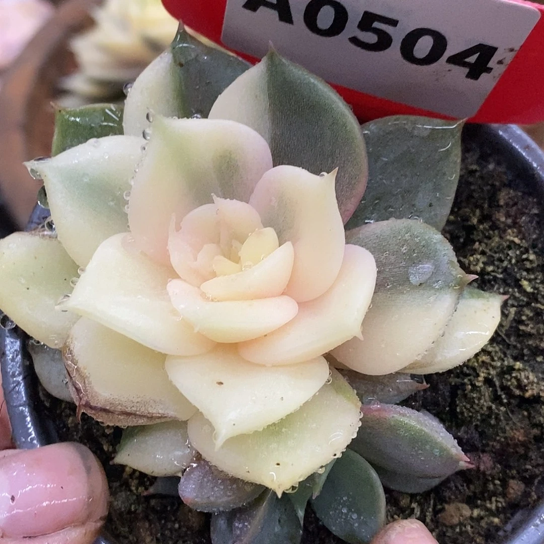 504贝加尔湖哈哈哈哈哈