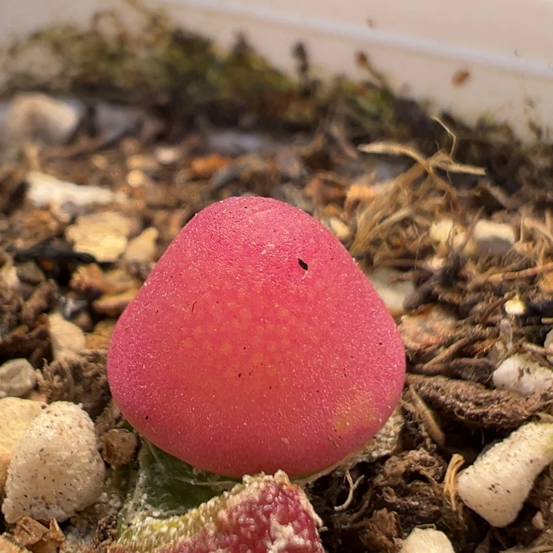 179多肉植物百科知识