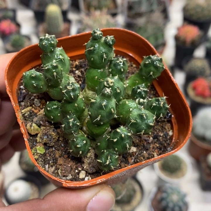 骑兵团扇特价福利