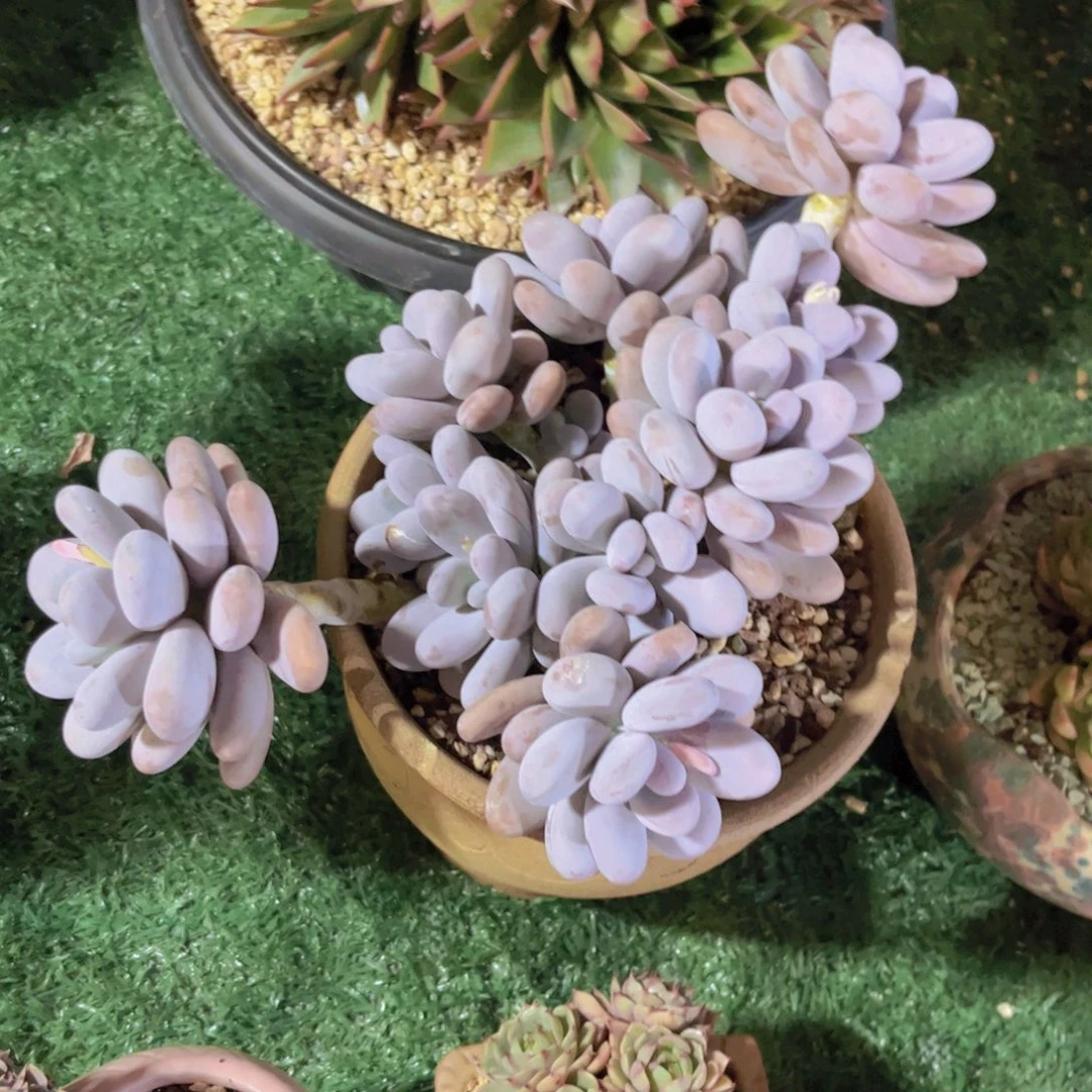 奶酪30228多肉植物